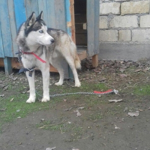 Temiz xaskidi gozleri goyiyneleri vurulub hekimnen kecib real alic