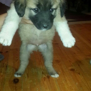 satlir cinsi kan kal erkeydi 1 aylqdi barter yoxdu