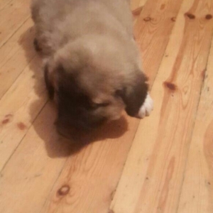 satlir cinsi kan kal erkeydi 1 aylqdi barter yoxdu fkri ciddi olanar n