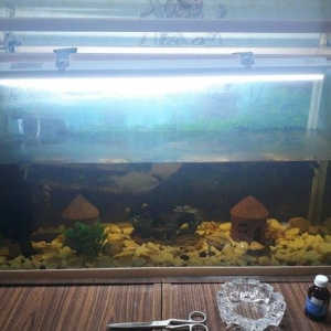 Akvarium icinde baliqlarla satiram yeni isteye gore akvarium tekde sat