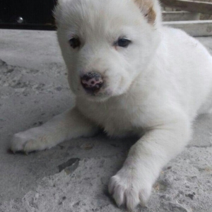 Salam temiz qan alabay balalari satilir erkek diwi var whatsappim yoxd