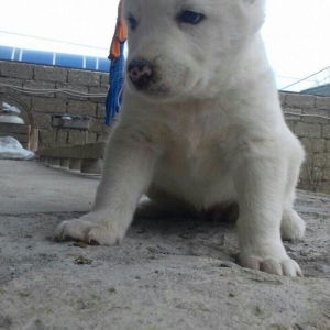 Salam temiz qan alabay balalari satilir erkek diwi var whatsappim yoxd