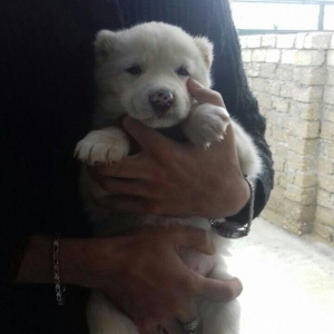 Salam temiz qan alabay balalari satilir erkek diwi var whatsappim yoxd