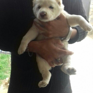 Salam temiz qan alabay balalari satilir erkek diwi var whatsappim yoxd