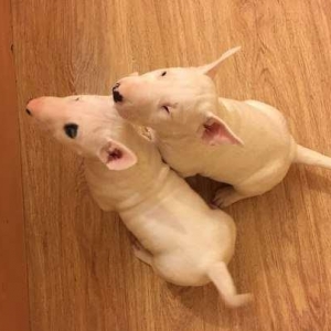 Продам двух щенят бультерь�