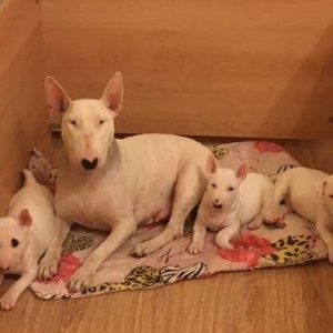 Продам двух щенят бультерьераВ продаже щенки породы бультерьера,