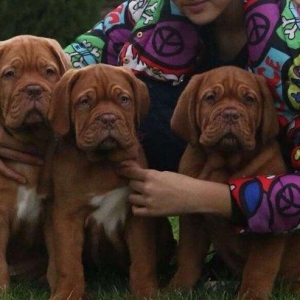 Бордоский дог Щенки с хорош