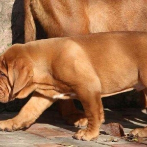 Бордоский дог Щенки с хорошей психикой , крепким здоровьем и