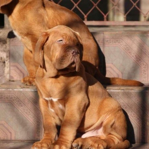 Бордоский дог Щенки с хорошей психикой , крепким здоровьем и
