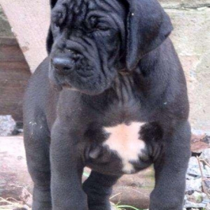 Щенки немецкого догащенки черного окраса мальчики и девочки цена на