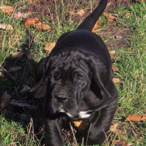 Щенки немецкого догащенки черного окраса мальчики и девочки цена на