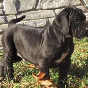 Щенки немецкого догащенки черного окраса мальчики и девочки цена на