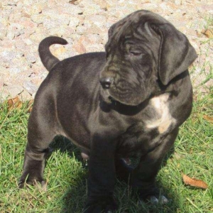 Щенки немецкого догащенки черного окраса мальчики и девочки цена на
