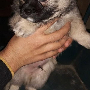 .erkeyi wpic diwisi pikinesdi . ciddi alicilar narahat etsin . elaqe 0