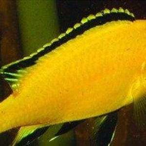 Limonik baligi 9-10 sm hazir bala veren baliqlardi  bundan elave cox