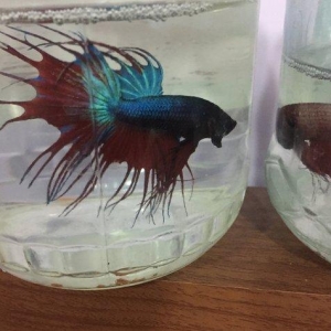 Betta (xoruz) baligi saglam baliqdi sekil oz sekilidi bundan elave