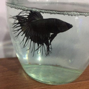 Betta (xoruz) baligi saglam baliqdi sekil oz sekilidi bundan elave