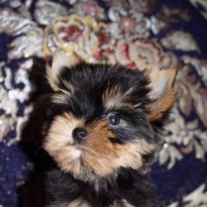 Продаются щенки йоркширско