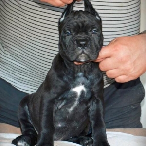 Сane-Сorso-ItalianoЩенки кане-корс�