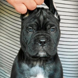 Сane-Сorso-ItalianoЩенки кане-корсо возраст 2 месяца черного и