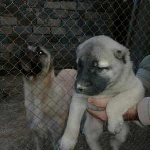 sivas kankali diwdi satlir barter yoxdu fikri  ciddi olanlar zeng etsi