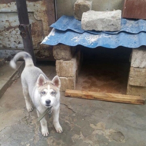 6aylix haski erkeydi. Iwimle bagli baxa bilmediyim