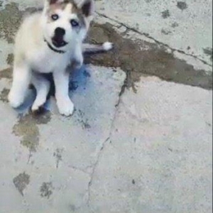 6aylix haski erkeydi. Iwimle bagli baxa bilmediyim ucun satiram. Bow y