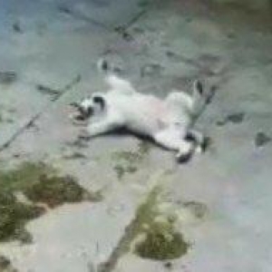 6aylix haski erkeydi. Iwimle bagli baxa bilmediyim ucun satiram. Bow y