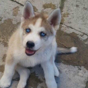 6aylix haski erkeydi. Iwimle bagli baxa bilmediyim ucun satiram. Bow y