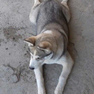 6aylix haski erkeydi. Iwimle bagli baxa bilmediyim ucun satiram. Bow y