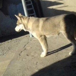 6aylix haski erkeydi. Iwimle bagli baxa bilmediyim ucun satiram. Bow y