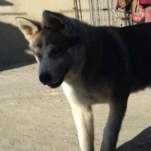 6aylix haski erkeydi. Iwimle bagli baxa bilmediyim ucun satiram. Bow y