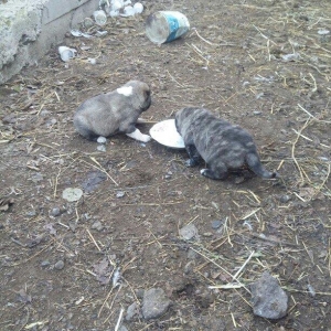 ciddi fikiri olmayannar zeng edib mazqimi xarab et