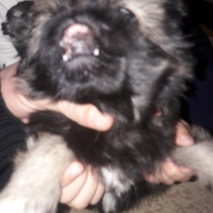 Cox gozel itdi saxlaya bilmirem iwimle duz gelmir 