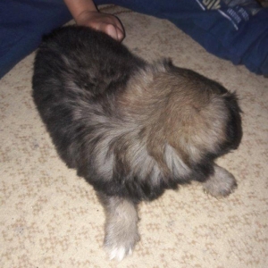 Cox gozel itdi saxlaya bilmirem iwimle duz gelmir qiymetide coox ucuz