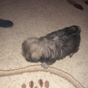 Cox gozel itdi saxlaya bilmirem iwimle duz gelmir qiymetide coox ucuz