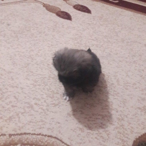 Cox gozel itdi saxlaya bilmirem iwimle duz gelmir qiymetide coox ucuz