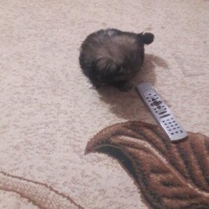 Cox gozel itdi saxlaya bilmirem iwimle duz gelmir qiymetide coox ucuz