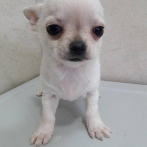 2 Ayliq cixuaxua balalari. Ag qara Kofe ve dum ag renglerde.