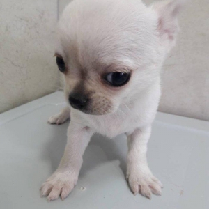 2 Ayliq cixuaxua balalari. Ag qara Kofe ve dum ag renglerde.