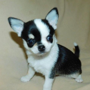 2 Ayliq cixuaxua balalari. Ag qara Kofe ve dum ag renglerde.