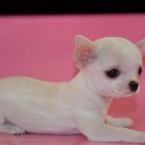 2 Ayliq cixuaxua balalari. Ag qara Kofe ve dum ag renglerde.