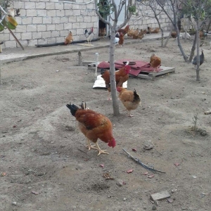 5 aylig cavan ana suru satilir yumurtuya dusubler tek tek satilmir son