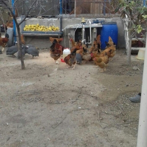 5 aylig cavan ana suru satilir yumurtuya dusubler tek tek satilmir son