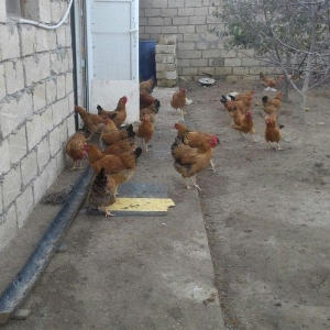 5 aylig cavan ana suru satilir yumurtuya dusubler tek tek satilmir son