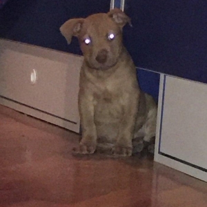 Pitbull balasidi Grafla Lusi Balasi du super balad