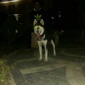 Husky(sibir qurdu).... Turkiyeden gelib qiymeti 35