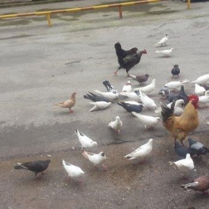 Goyercinler satilir 2 matdan bawlayan qiymetlerle 45 quw var tpdat