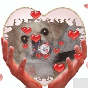 Karlik pikines 4 aylikdi peyvendleri vurulub paspo