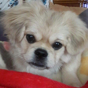 Karlik pikines 4 aylikdi peyvendleri vurulub pasportu var 350m.xahiw e